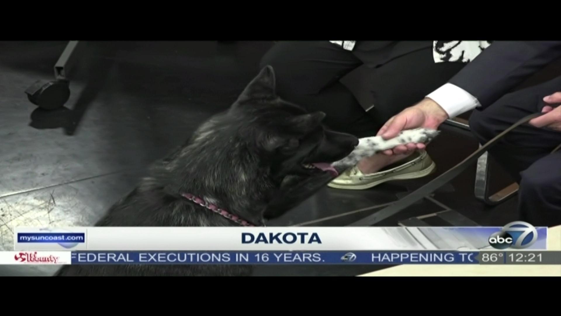 Dakota - Dakota_7_26_19