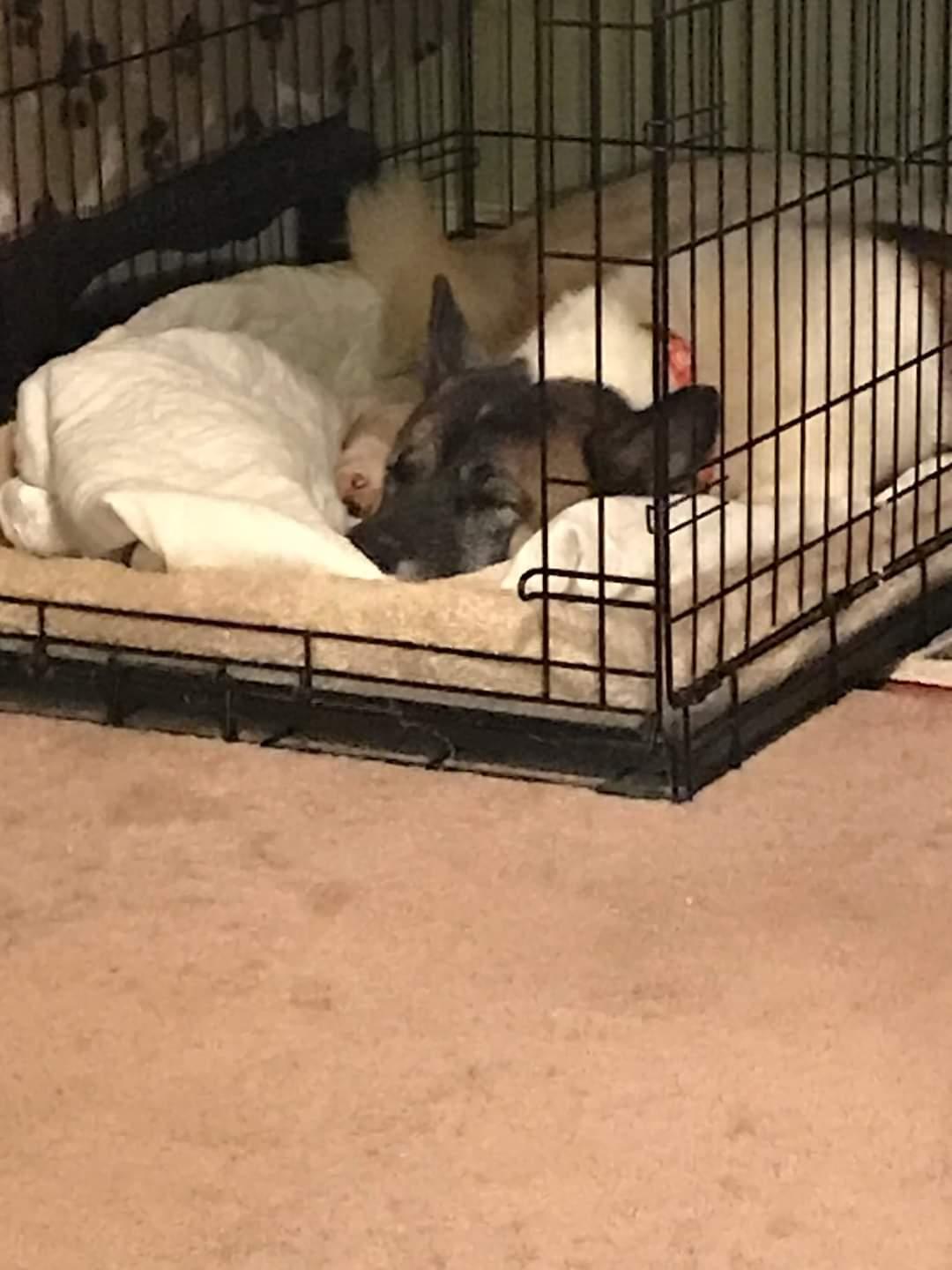 Nori, an ARSF Happy Tail