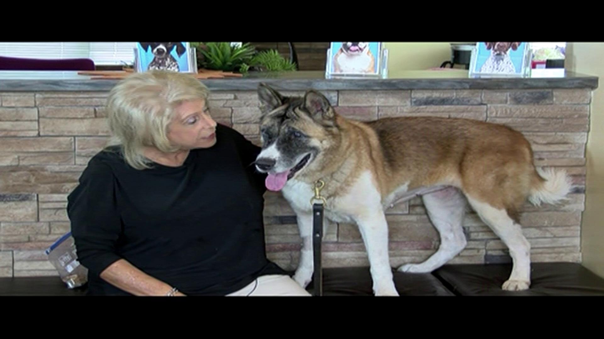 Carmella appearing as an ARSF Dog Star