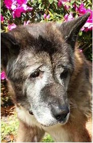 Anna Marie, remembered by the ARSF community